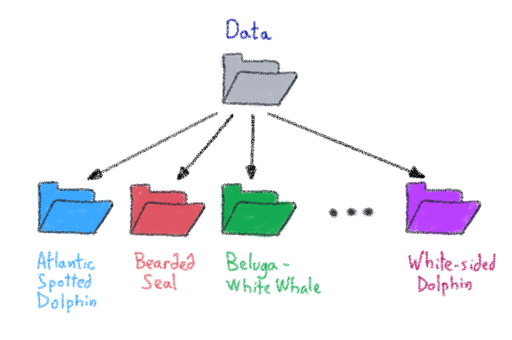 The data distribution 